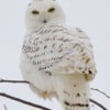 Snow Owl Winter 001 - Card - Image 2