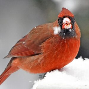 Cardinal