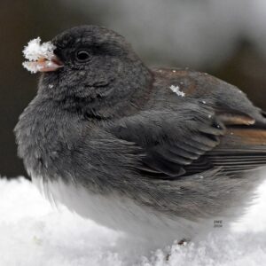 Junco