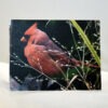 Cardinal  010 - Card