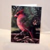 Cardinal  011 - Card