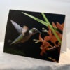 Hummingbird 005 - Card